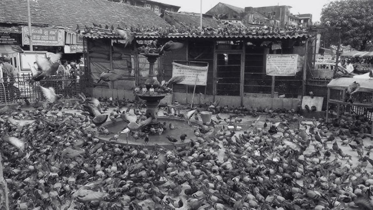 दादरमधील कबुतरखाना हा सध्या चर्चेमध्ये आला असून बंद करण्याचा प्रयत्न केला जात आहे. या दादरच्या कबुतरखान्याला 92 वर्षांचा इतिहास असून, 1933 मध्ये दादरमध्ये कबुतरखाना सुरू करण्यात आला होता. 