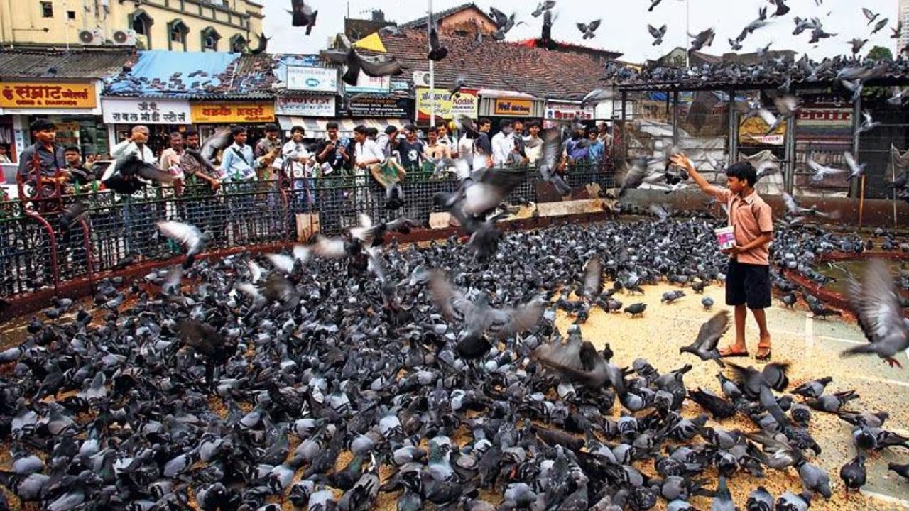 कबुतरांना खायला देणं हे एक पवित्र धार्मिक कार्य असून, त्यामुळं पूर्वजांचा आशीर्वाद मिळतो अशी जैन धर्मात धारणा आहे. अनेक धर्मांमध्ये कबुतराला विविध देवातांशी जोडण्यात आले आहे. 