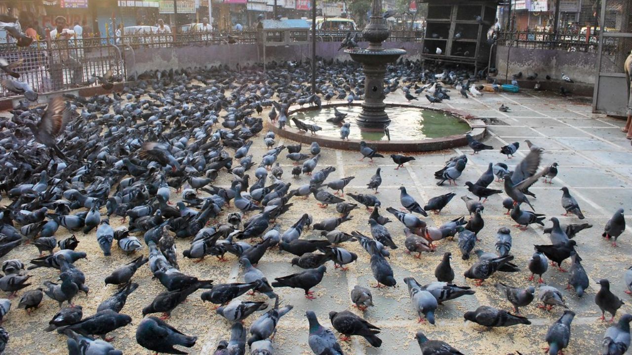 दादरमधील कबुतरखाना हा सध्या चर्चेमध्ये आला असून बंद करण्याचा प्रयत्न केला जात आहे. या दादरच्या कबुतरखान्याला 92 वर्षांचा इतिहास असून, 1933 मध्ये दादरमध्ये कबुतरखाना सुरू करण्यात आला होता. 