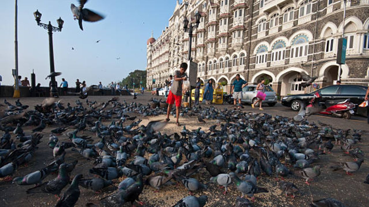 Vastu Tips Benefits And Religious Significance Of Feeding Pigeons