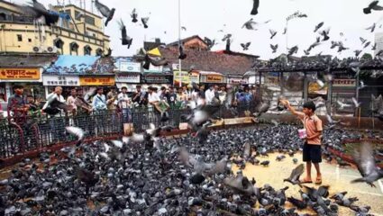 कबुतरे वाचवण्यासाठी मुख्यमंत्र्यांच्या महत्त्वपूर्ण निर्णय, पर्यायी व्यवस्था होईपर्यंत खाद्यपुरवठा सुरू ठेवण्याचे निर्देश