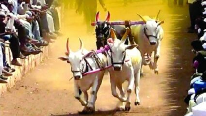 Pune Crime : कात्रजजवळ विनापरवाना बैलगाडा शर्यत; पोलिसांनी केली मोठी कारवाई