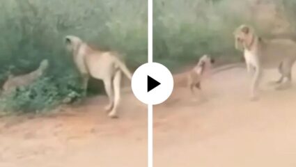 डॉगेश भाईचा जंगलात दरारा! कुत्र्याने भूकंताच सिंहीणीने ठोकली धूम, Video Viral
