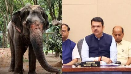 Devendra Fadnavis: माधुरी ऊर्फ महादेवी हत्तीणीला परत आणण्यासाठी मुख्यमंत्र्याचा पुढाकार; म्हणाले, पूर्ण ताकदीने….