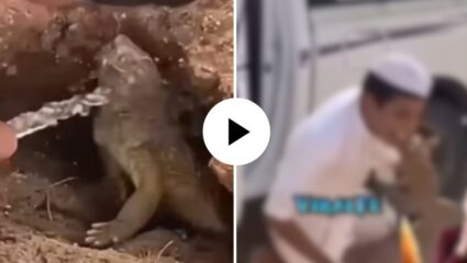 धक्कादायक! सरड्याला बिळातून बाहेर काढण्यासाठी पठ्ठ्याने केलं असं काही; पाहून तुमच्याही अंगावर येईल काटा, Video Viral