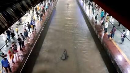 मुंबईत मुसळधार पावसाचा कहर! प्रवासी घरातून बाहेर पडले अन् अडकले, मध्य आणि हार्बर रेल्वेला लेटमार्कचा फटका