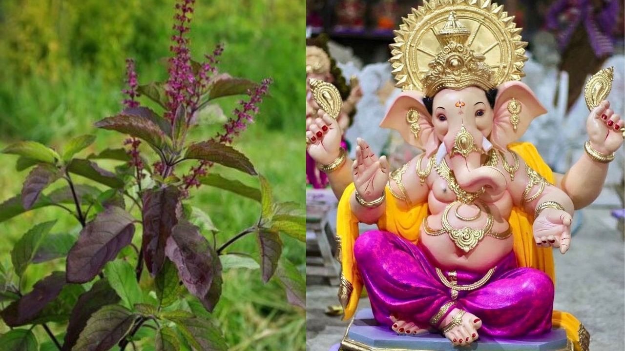 हेच कारण आहे की गणेशाच्या पूजेत कधीही तुळशीचा वापर केला जात नाही. गणपतीला तुळस अर्पण केल्यास ते अप्रसन्न होतात आणि त्यांची कृपा आपल्यावर होत नाही अशी मान्यता आहे.