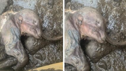 इवलेसे शरीर, मिटलेले डोळे जणू गाढ झोपेत असल्याचा होतोय भास… सोन्याच्या खाणीत आढळले ३०,००० वर्षे जुन्या बेबी मॅमथचे अवशेष
