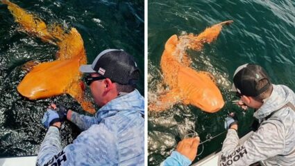 अद्भुत! मच्छिमारांना पहिल्यांदाच पाण्यात सापडली केशरी रंगाची शार्क! सफेद डोळे, लहान शरीर अन् दुर्मिळ दृश्य कॅमेरात कैद