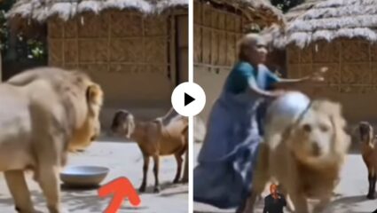 मुडदा बसविला तुझा, राजा असशील तुझ्या घरचा! बकरीला खायला जाताच आज्जीने सिंहाला असं चोपलं; पाहून तुम्हालाही फुटेल हसू; Video Viral