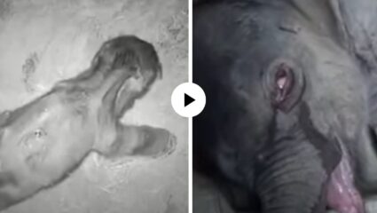 आईची माया आटली, जन्म दिलेल्या नवजात बाळाला नाकारलं अन् हत्तीचं पिल्लू तब्बल 5 तास रडत राहिलं… हृदयद्रावक Video Viral