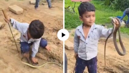 संपूर्ण कोब्रा समाज घाबरलेला आहे! सापाचं मुंडक मुठीत पकडून चिमुकल्याने दाखवली कमाल; दरारा पाहून युजर्सही घाबरले; Video Viral