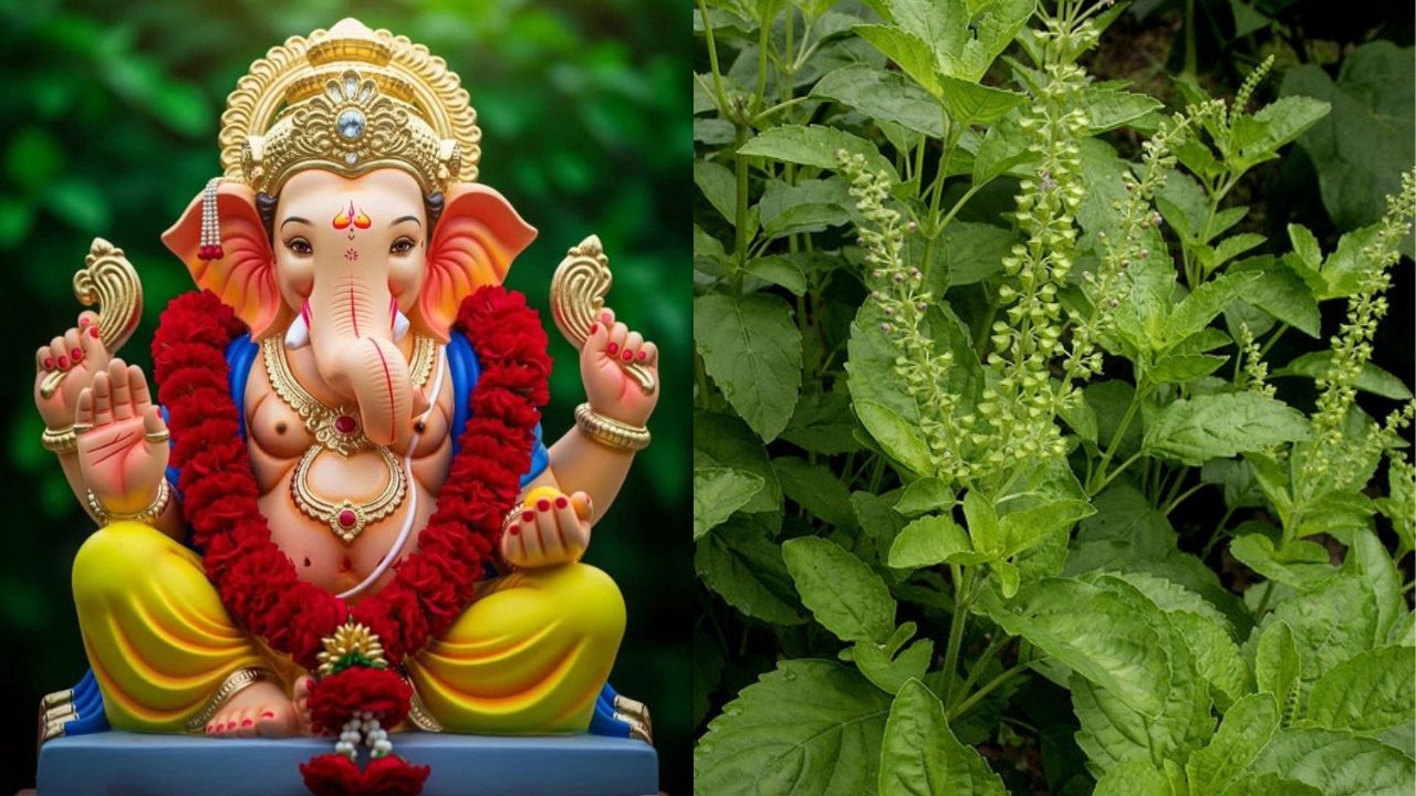 गणेशाला तुळस अर्पण न करण्याचं कारण म्हणजे गणेशाने तुळशीला दिलेला शाप. या शापामुळेच तुळशीला कधीही गणेशाच्या पूजेत अर्पण केले जात नाही आणि असे केल्यास ते अशुभ मानले जाते. 
