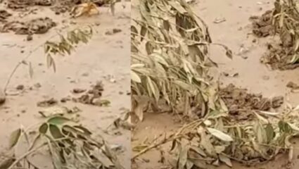 Chhatrapati Sambhajinagar : शेतकरी संकटात, शेतातील पीक झाले आडवे