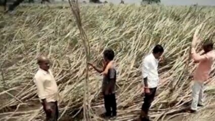 Yatmal News : पैनगंगा नदीच्या पुराने यवतमाळच्या शेतकऱ्यांचे लाखोंचे नुकसान