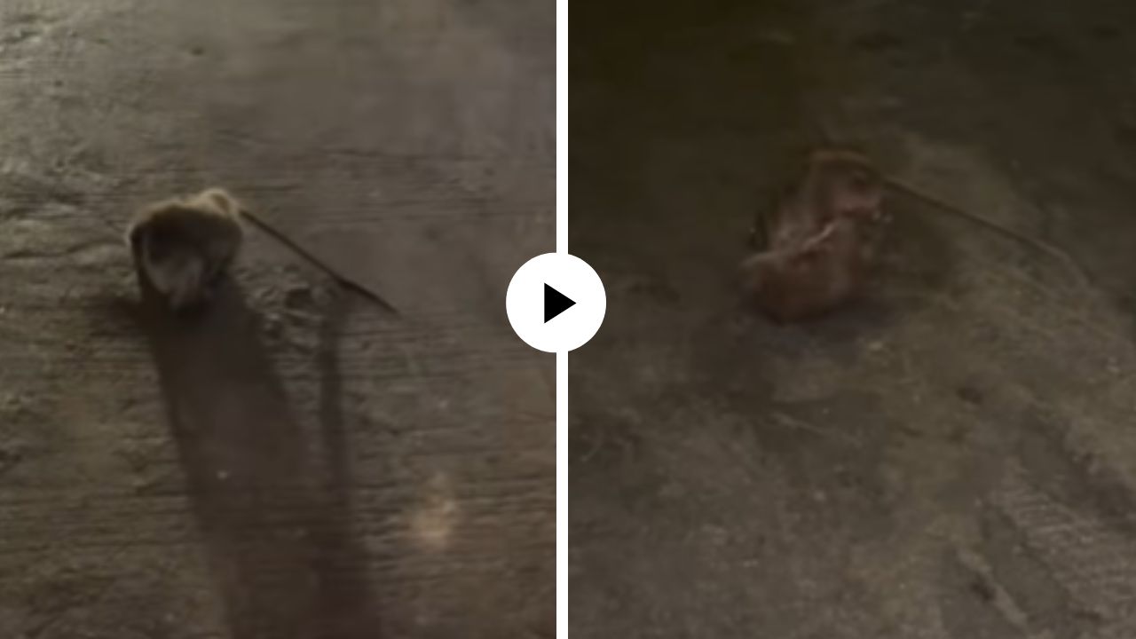 खानदानी दुश्मनी आहे वाटतं...! भररस्त्यात चिमुकल्या उंदरांमध्ये सुरु झाली WWE फाईट; एकमेकांना धरून आपटलं अन् मजेदार Video Viral