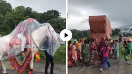 काय छत्री न काय रेनकोट! याला म्हणतात देशी जुगाड… भर वरातीत आला पाऊस अन् नवरदेवाला घोड्यासकट केलं पॅक; मजेदार Video Viral