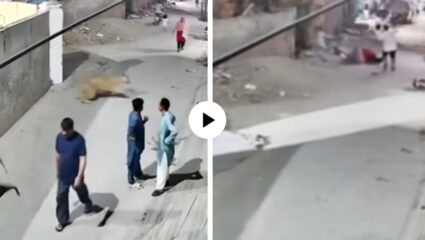 बिबट्याला बाईचा नाद! पाहता क्षणी पळत आला अन् महिलेला उचलून… भररस्त्यात घडला प्रकार, लोक पाहतच राहिले; Video Viral