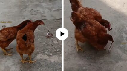 किंग कोब्राला पाहताच चावताळल्या कोंबड्या, विषारी प्राण्याला चोचीत पकडलं अन् चावून चावून खाल्लं; थरारक Video Viral