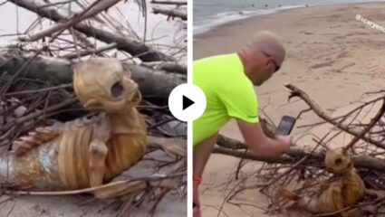 खरीखुरी जलपरी! समुद्राकिनारी येऊन पोहचली, सुकलेलं शरीर; चेहऱ्यावर मदतीचा भाव अन् DNA रिपोर्ट पाहून शास्त्रज्ञांनाही बसला धक्का