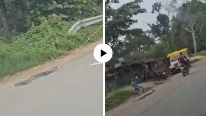 क्रूरतेचाही गाठला अंत…! व्यक्तीने अजगराला बाईकला बांधले अन् फरफटत चालू रस्त्यावर खेचून नेले; भीषण घटनेचा Video Viral