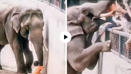 किती गोड! चिमुकला पिंजऱ्यात पडताच क्षणाचाही विलंब न करता हत्तीने त्याला सोंडेने उचलले आणि पालकांच्या स्वाधीन केले; Video Viral