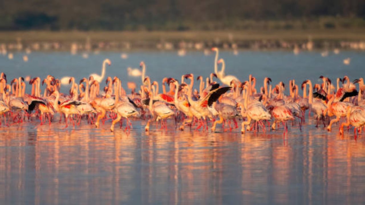 टांझानियामधील अल्कलाईन सरोवर हे त्याच्या अत्यंत उच्च pH (१०.५ पर्यंत) आणि उष्ण तापमान (६०° सेल्सिअस पर्यंत) साठी ओळखला जातो. हे अतिउष्ण वातावरण अनेक जीवांसाठी प्राणघातक ठरते. इथली उष्णता इतकी जास्त आहे की, प्राण्यांचे मृतदेह अक्षरश: दगडात बदलतात. तथापि फ्लेमिंगोसारखे काही प्राणी येथे जगू शकतात
