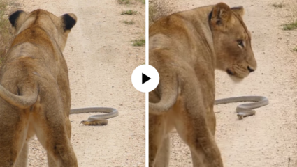 Lion VS Cobra VS Lizard : पालीची शिकार करत असतानाच किंग कोब्राच्या समोर आल्या जंगलाच्या राण्या… अनोखा ठरला शेवट; Video Viral