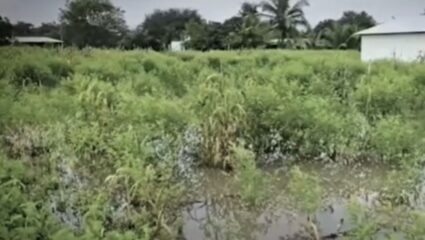 Ahilyanagar : पाथर्डीत मुसळधार पावसाचा तडाखा, शेत झालं जलमय