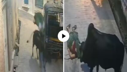 गुपचूप मागून आली अन् म्हशीने महिलेला दिला पट्ट से हेड शॉट, जमिनीवर कोसळताच… दृश्य पाहूनच उडेल थरकाप, Video Viral