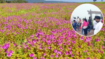 Satara Kas Pathar : विविधरंगी फुले बहरले ‘कास पठार’! निसर्ग सौंदर्याचा आनंद लुटण्यासाठी पर्यटकांची गर्दी अपार