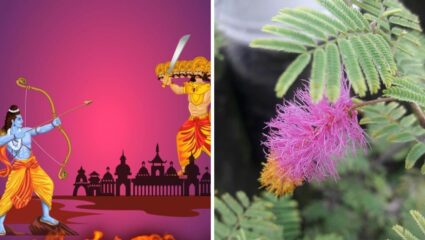 Dussehra 2025: दसऱ्याला शमीच्या पानांची पूजा करणे का आहे खास, यामागील कारणे जाणून घ्या