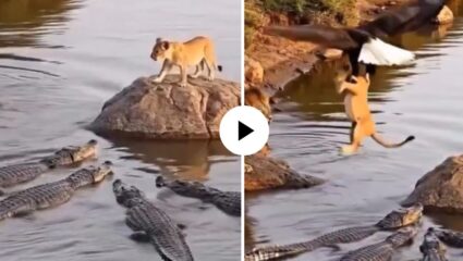 मगरींच्या जाळ्यात अडकला छावा, इतक्यात गरुड आला अन् घडला चमत्कार; व्हिडिओ पाहून लोक हैराण, म्हणाले…