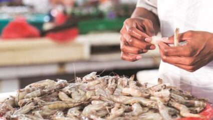 Shrimp Export Crisis: ट्रम्पच्या टॅरिफमुळे कोळंबी व्यवसाय संकटात; २५ हजार कोटींचे नुकसान, अर्ध्याहून अधिक ऑर्डर रद्द