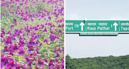कास पठारावर धावणार आता इलेक्ट्रिक वाहने; चार गाड्या लवकरच होणार दाखल