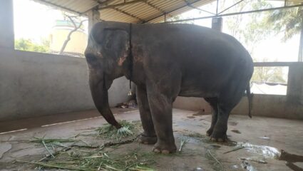 Madhuri Elephant case : आता माधुरी हत्तीचं पुढे काय होणार? सर्वोच्च न्यायालयात महत्वपूर्ण निर्णय