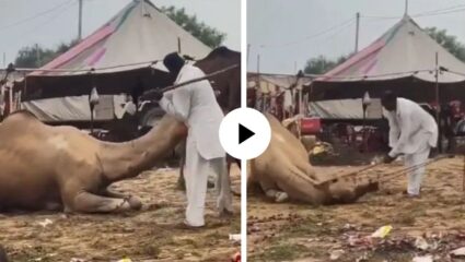 मुक्या जीवाशी क्रूर वागणूक! पाळीव उंटाला मालकाची बेदम मारहाण; व्हिडिओ पाहून तळपायाची आग जाईल मस्तकात, Video Viral