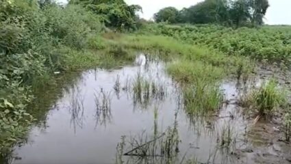 Amaravati : अमरावतीत सोयाबीन, कापूस, तूर आणि ज्वारीवर पावसाचा फटका