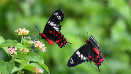 Butterfly News: आला रे आला, फुलपाखरांचा महिना! पुण्यातील ‘या’ ठिकाणी उलगडले जाणार…