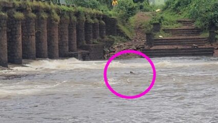 तुळशी नदी पात्रात पाच फणीच्या नागाची ‘ती’ केवळ अफवाच; शोध घेतल्यास आढळले पाणमांजर