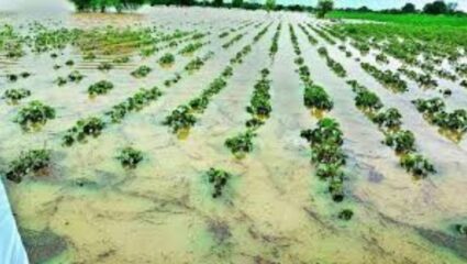 Wet Drought Farmers: हातातोंडाशी आलेला घास हिरावला! राज्यात ओला दुष्काळ जाहीर होणार?