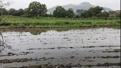 Crops Insurance Scheme: दुष्काळात तेरावा महिना! पीकविम्यातील नियम बदलल्याने अतिवृष्टीच्या नुकसानीचे पैसे मिळणार नाहीत