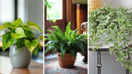 Indoor Plants: ऑफिसमधील डेस्कवर कायमच राहील आनंदी वातावरण! ‘ही’ झाडे वाढवतील डेस्कची शोभा