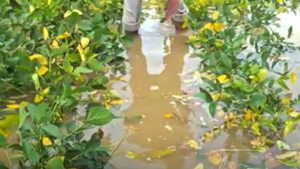 Buldhana News : शेतात पाणी शिरल्याने शेतकरी हवालदिल, हेक्टरी ५० हजार मदतीची मागणी