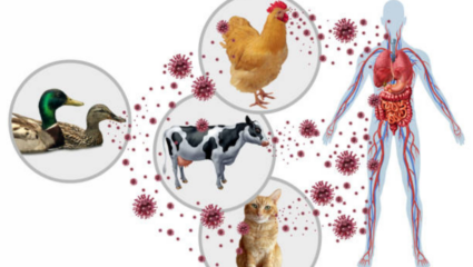 Virus: धोकादायक व्हायरसचा देशात फैलाव, 70% लोक तापाने बाधित; खोकल्याने घुसमटतोय जीव, 10 लक्षणं धक्कादायक!