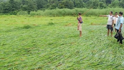 Karjat News : मुसळधार पावसामुळे शेतकऱ्यांचे मोठे नुकसान; तात्काळ पंचनामे करण्याचे शासनाचे आदेश