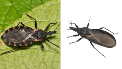 Kissing Bug चा ‘या’ देशात कहर! सायलंट किलर भयानक आजाराला देतोय निमंत्रण