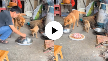 आई ती आई असते! आपल्या पिल्लासाठी हळूच तुकडा काढला बाजूला; हृदयाला स्पर्श करणारी Viral Video