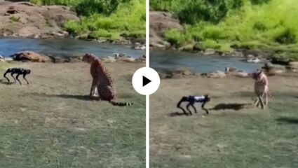टेक्नॉलॉजिया! जंगलात रोबोट डॉगला पाहताच चित्ता गेला घाबरून, चार पाऊले मागे जात असा पळाला… पाहून सर्वांनाच आलं हसू; Video Viral