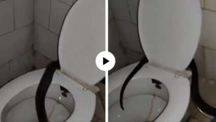 टॉयलेट सीटचं झाकण उघडताच बाहेर आला किंग कोब्रा, व्यक्तीला पाहताच लाजला अन् कमोडच्या मागे जाऊन लपला; Video Viral